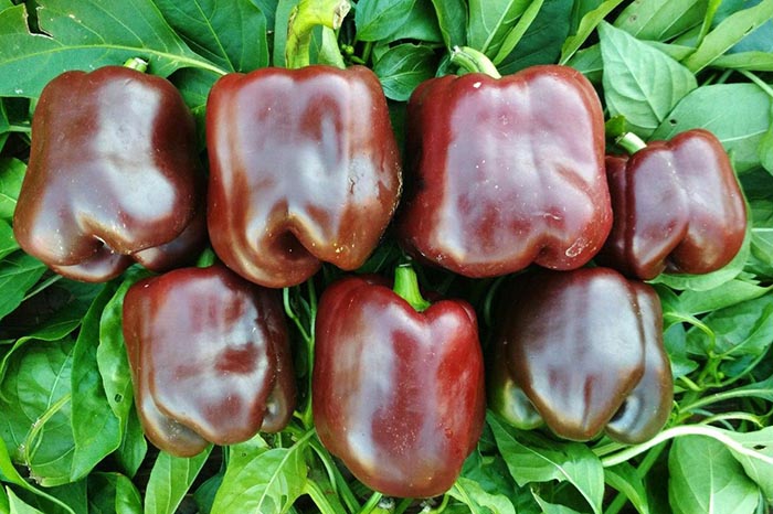 Chocolate-bell-pepper4
