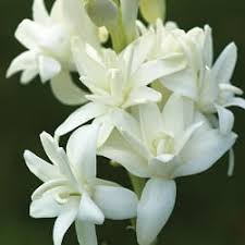 پیاز گل مریم معطر پرپر شکوفه ای