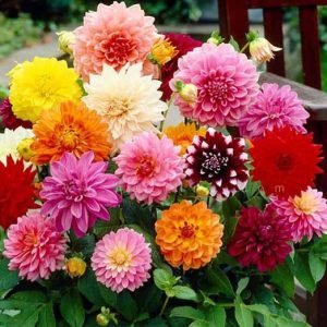 پیاز گل کوکب خارجی و ایرانی