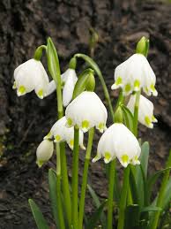 پیاز گل دونه برفی