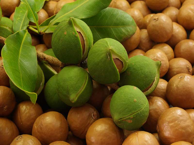 macadamia22