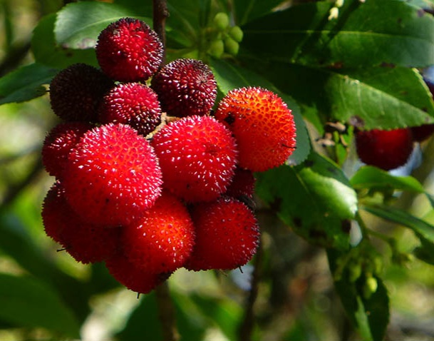 همه-چیز-در-مورد-آربوتوس-یا-توت-فرنگی-درختی-آربوزیا-STRAWBERRY-TREE-ARBUTUS-UNEDO-7